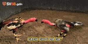 cách chơi đá gà