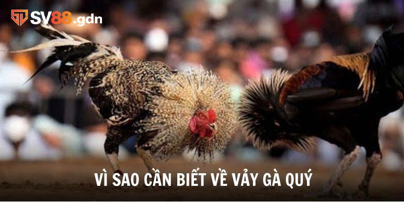 Vì sao nên tìm hiểu cách nhận biết các loại vảy gà quý?